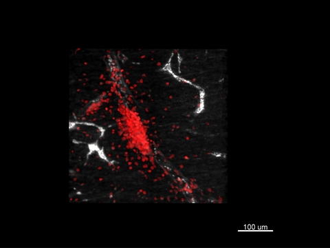 CD45 Antibody, anti-human, REAfinity™ | Miltenyi Biotec | 日本