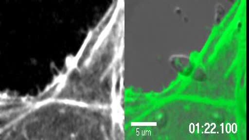 Genetic Impairment Of Parasite Myosin Motors Uncovers The Contribution Of Host Cell Membrane Dynamics To Toxoplasma Invasion Forces Bmc Biology Full Text