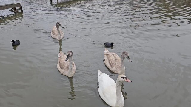 Schwanenfamilie schwimmt im Sedimentfang beim abgelassenen Dutzendteich