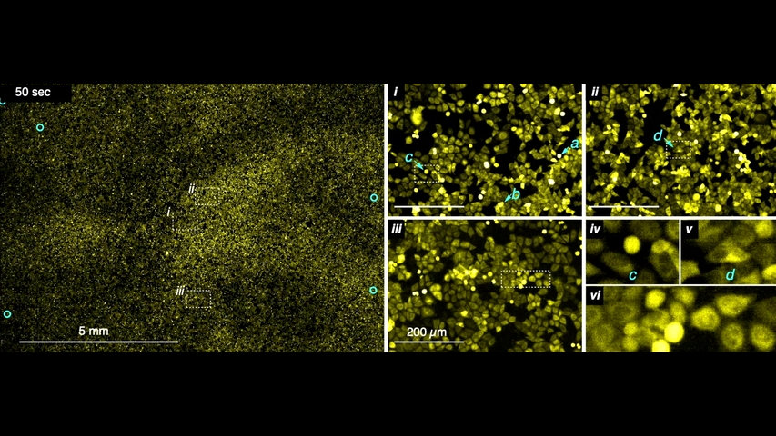 Nil:GRAVE ニルグレイヴ Cell Division Physapubescin selectively induces apoptosis in VHL-null
