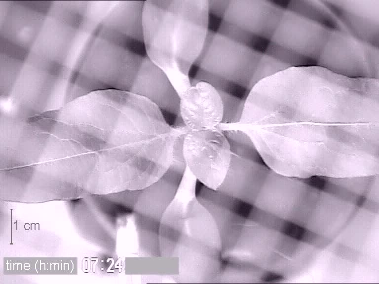 Spontaneous Action Potentials And Circumnutation In Helianthus.