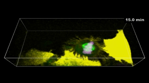 Low-invasive 5D visualization of mitotic progression by two