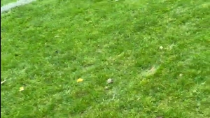 FC Wiggensbach - TV Weitnau