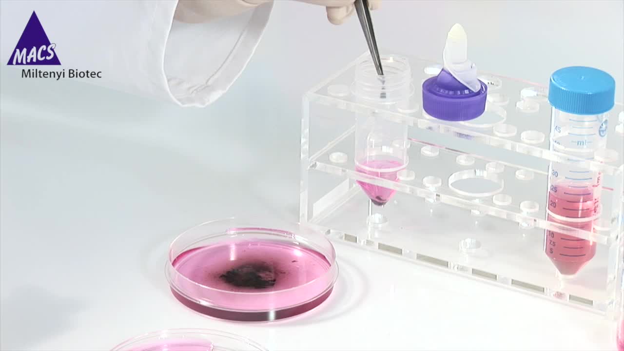 Tumor Dissociation Kit, human Tissue dissociation kits MACS Sample