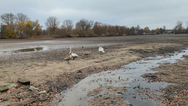 Schwanenfamilie auf Nahrungssuche im abgelassenen Dutzendteich