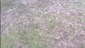 ASV Rimpar - TSV 1876 Lengfeld