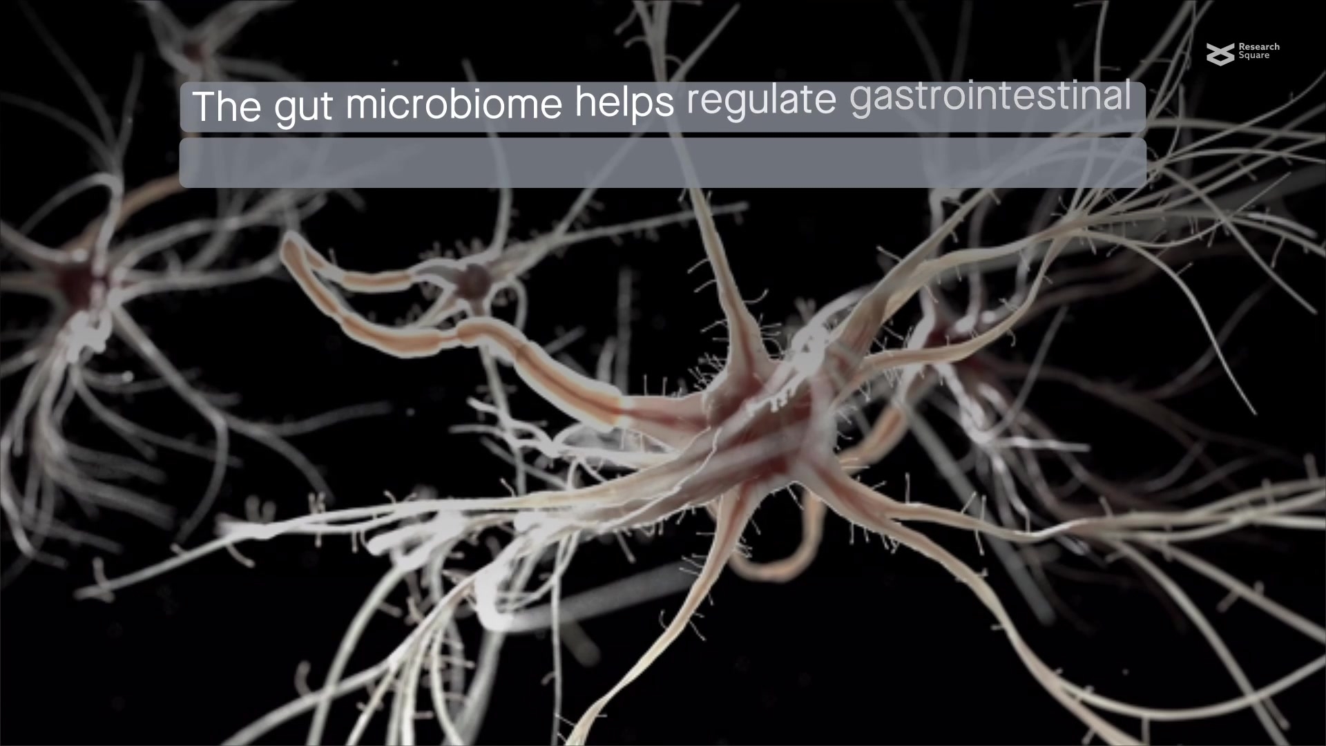 Frontiers | Gut microbiota-modulating agents in alcoholic
