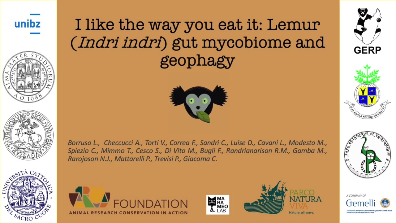 I Like The Way You Eat It Lemur Indri Indri Gut Mycobiome And Geophagy Springerlink