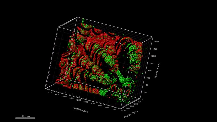 Corals Regulate The Distribution And Abundance Of Symbiodiniaceae And Biomolecules In Response To Changing Water Depth And Sea Surface Temperature Scientific Reports