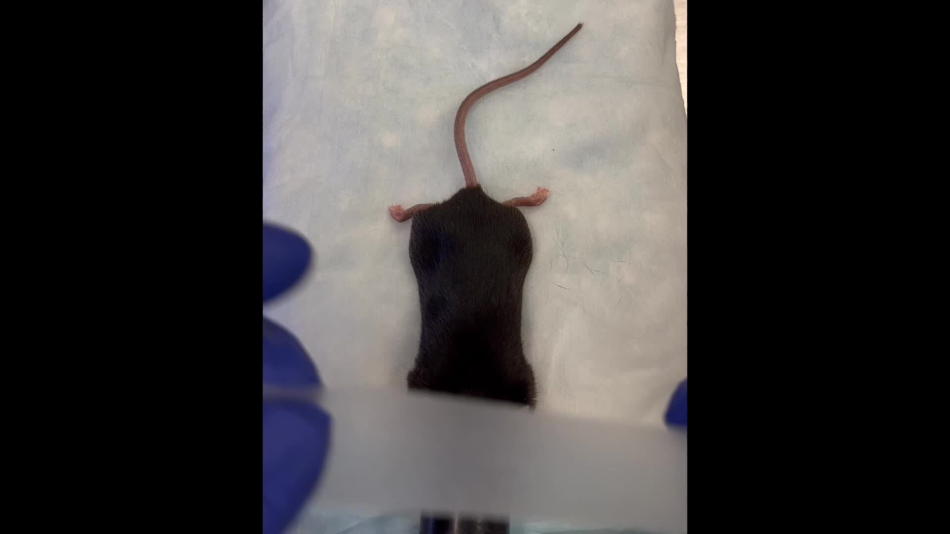 ライブ写真「5」 ライブ写真「5」