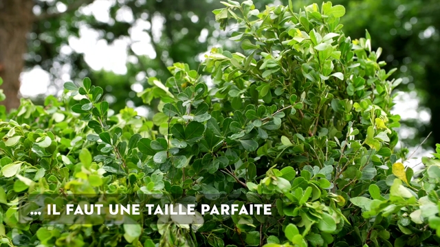 HSA 60, 60 cm, sans batterie ni chargeur (7)